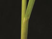 Glycérie Canada (Glyceria canadensis)_8