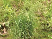 Pâturin marais (Poa palustris)_5