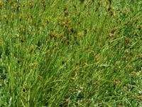 Carex balais(Carex scoparia)_1