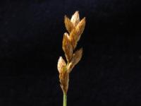 Carex balais(Carex scoparia)_3