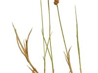 Carex longs stolons(Carex chordorrhiza)_2