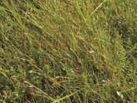 Carex longs stolons(Carex chordorrhiza)_5