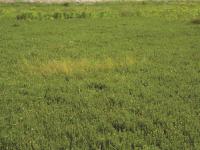 Carex longs stolons(Carex chordorrhiza)_7