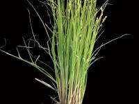 Carex blanchâtre(Carex canescens)_2