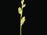 Carex blanchâtre(Carex canescens)_3