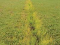 Carex blanchâtre(Carex canescens)_4