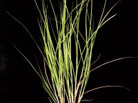 Carex Crawford(Carex crawfordii)_3