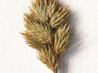 Carex Crawford(Carex crawfordii)_5