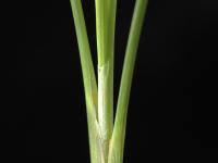 Carex oligosperme(Carex oligosperma)_4