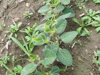 Soya - dicamba (4)_2