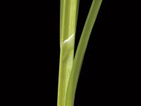 Carex luisant(Carex lurida)_2