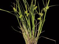 Carex luisant(Carex lurida)_3