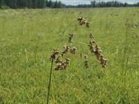 Scirpe ceinture noire (Scirpus atrocinctus)_2