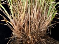 Scirpe ceinture noire (Scirpus atrocinctus)_7