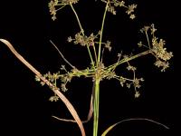 scirpe noeuds rouges (Scirpus microcarpus)_2
