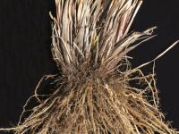 Scirpe souchet (Scirpus cyperinus)_5