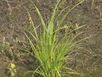 Scirpe souchet (Scirpus cyperinus)_6