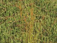 Jonc brévicaudé (Juncus tweetyi)_2