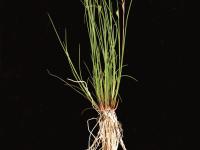 Jonc brévicaudé (Juncus tweetyi)_3