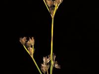 Jonc brévicaudé (Juncus tweetyi)_4