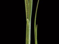 Jonc des crapauds (Juncus bufonius)_3