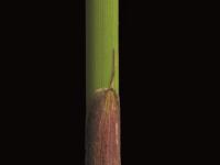 Jonc épars (Juncus effusus)_4