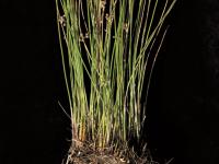 Jonc filiforme (Juncus filiformis)_2