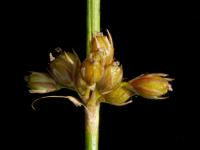 Jonc filiforme (Juncus filiformis)_4