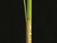 Jonc grêle (Juncus tenuis)_4