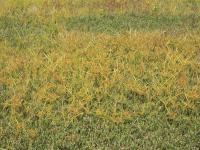 Souchet hispide(Cyperus strigosus)_6