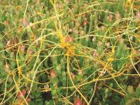 Cuscutes(Cuscuta)_7