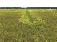 Onoclée sensible (Onoclea sensibilis)_3