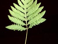 Onoclée sensible (Onoclea sensibilis)_6