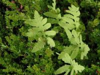 Onoclée sensible (Onoclea sensibilis)_8