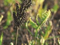 Onoclée sensible (Onoclea sensibilis)_10