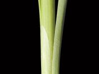Quenouille feuilles larges (Typha latifolia)_3