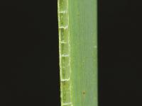 Quenouille feuilles larges (Typha latifolia)_5