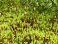 Polytrics (Polytrichum spp.)_6