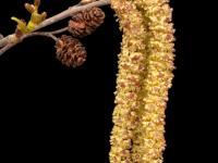Aulne crispé(Alnus alnobetula)_2