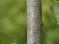 Aulne crispé(Alnus alnobetula)_5