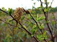 Comptonie voyageuse(Comptonia peregrina)_2