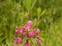 Kalmia feuilles étroites (Kalmia angustifolia)_1