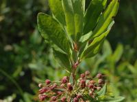 Kalmia feuilles étroites (Kalmia angustifolia)_3