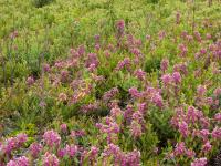 Kalmia feuilles étroites (Kalmia angustifolia)_6
