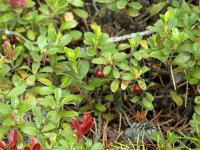 Raisin ours (Arctostaphylos uva-ursi)_3