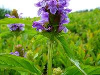 Brunelle vulgaire(Prunella vulgaris)_5