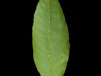 Cerisier Pennsylvanie(Prunus pensylvanica)_5