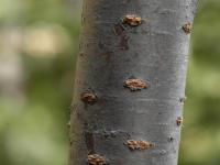 Cerisier Pennsylvanie(Prunus pensylvanica)_6