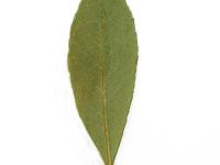 Cerisier Susquehanna(Prunus pumila)_3