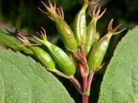 Dièreville chèvrefeuille(Diervilla lonicera)_1